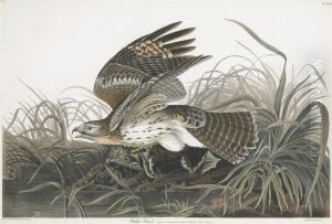 Falco Hyemalis