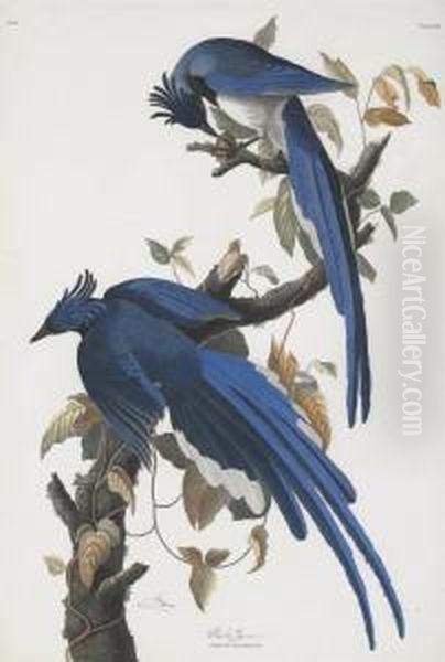 Coumbia Jay (plate 96) - view 1