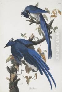 Coumbia Jay (plate 96)