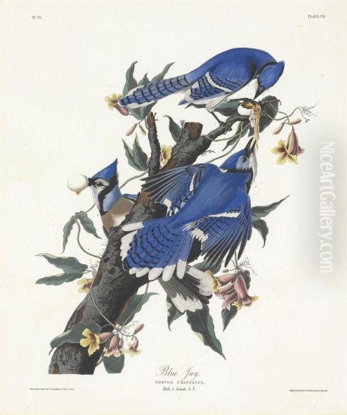 Corvus Cristatus - view 1