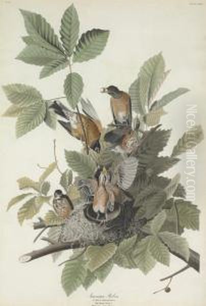 Turdus Migratorius - view 1