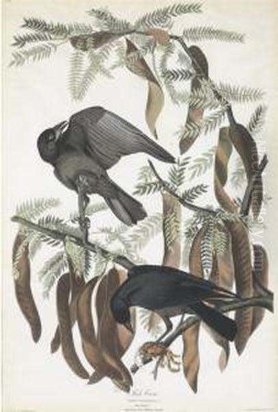 Corvus Ossifragus - view 1