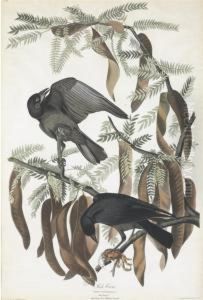 Corvus Ossifragus