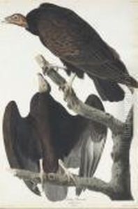 Cathartes Aura