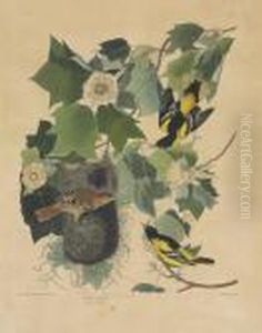 Baltimore Oriole