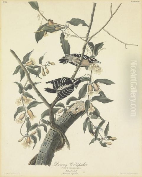 Picus Pubescens - view 1