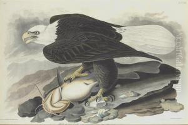 Falco Leucocephalus - view 1