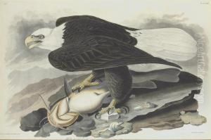 Falco Leucocephalus