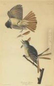 Great Crested Flycatcher (plate Cxxix)