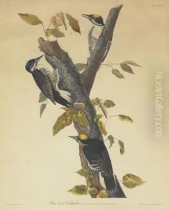 Three-toed Woodpecker (plate Cxxxii)