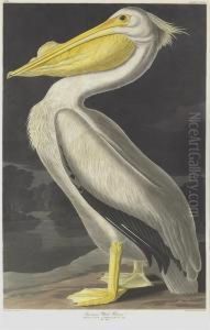 Pelicanus Americanus