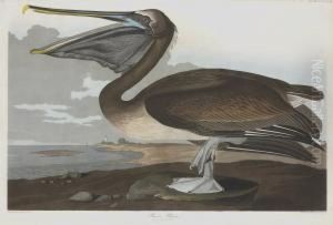 Pelicanus Puscus