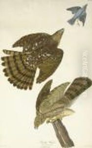 Stanley Hawk (plate Xxxvl)
Falco Stanleii
