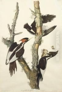 Ivory-billed Woodpecker (plate Lxvi)
Picus Principalis