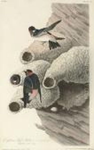 Republican Cliff Swallow (plate 68) - view 1