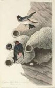 Republican Cliff Swallow (plate 68)