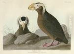 Tufted Auk (plate Ccxlix)
Mormon Cirrhatus