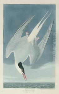 Arctic Tern (plate Ccl)
Sterna Arctica