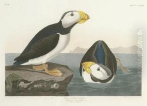 Large-billed Puffin (plate Ccxciii)
Mormon Glacialis
