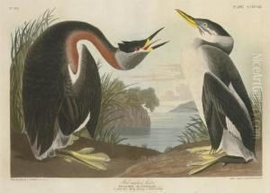 Red-necked Grebe (plate Ccxcviii)
Podiceps Rubricollis