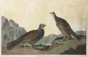 Long-tailed Or Dusky Grous (plate Ccclxl)
Tetrao Obscurus