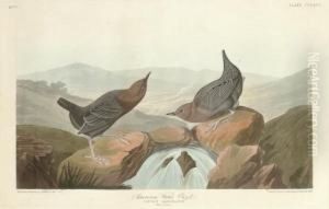 American Water Ouzel (plate Ccclxx)
Cinclus Americanus