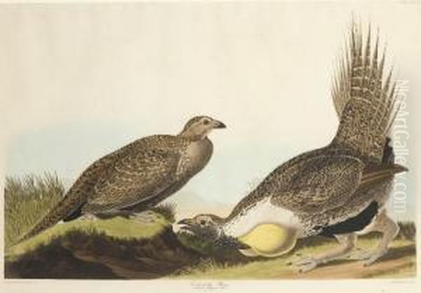 Tetrao Urophasianus - view 1