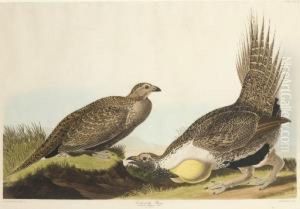 Tetrao Urophasianus