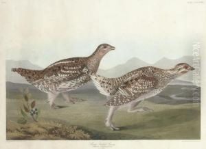 Sharp-tailed Grous (plate Ccclxxxii)
Tetrao Phasianellus