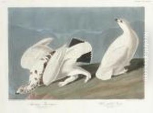 American Ptarmigan And White-tailed Grouse (plate Ccccxviii)