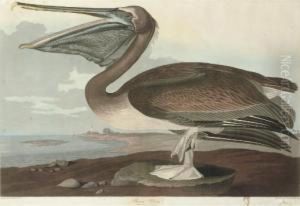 Brown Pelican (plate Ccccxxi)
Pelicanus Puscus