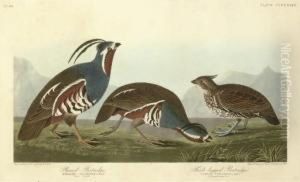 Plumed Partridge And Thick-legged Partridge (plate Ccccxxiii)