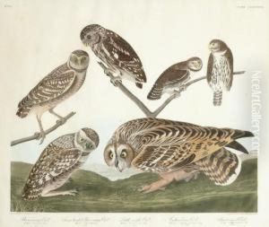 Strix Cunicularia; Strix California; Strix Noctua; Strix Passerinoldes