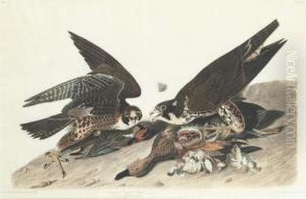 Falco Peregrinus - view 1