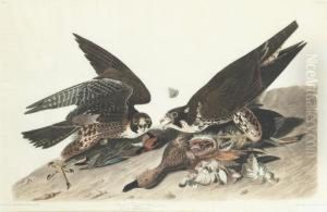 Falco Peregrinus