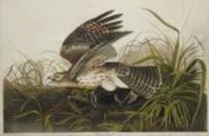 Winter Hawk (plate 71)
Circus Hyemalis