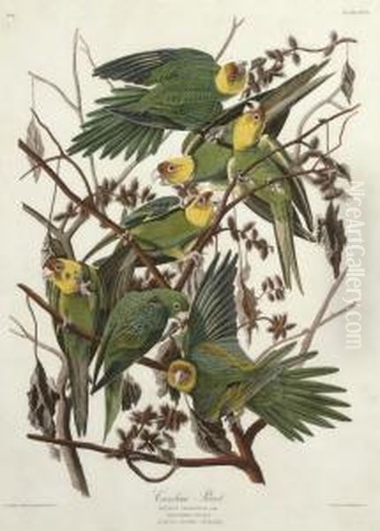 Psittacus Carolinensis - view 1