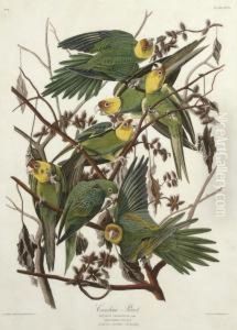 Psittacus Carolinensis