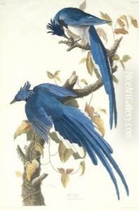 Garrulus Ultramarinus
