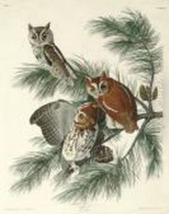 Mottled Owl (plate 97)
Strix Asio