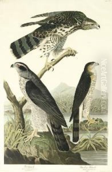 Goshawk And Stanley Hawk (plate Cxli) - view 1