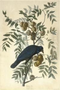 American Crow (plate Clvi)
Corvus Americanus