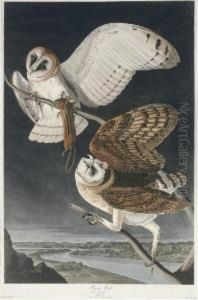 Barn Owl (plate Clxxi)
Strix Flammea