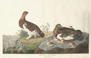 Willow Grous Or Large Ptarmigan (plate Cxci)