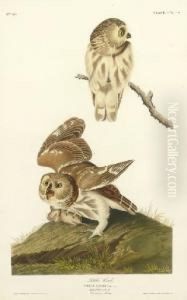 Little Owl (plate Cxcix)
Strix Acadica