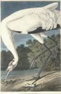 Hooping Crane (plate Ccxxvi)
Grus Americana by Robert I Havell