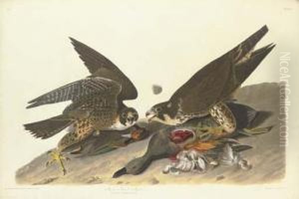 Great Footed Hawk - view 1