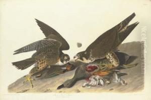 Great Footed Hawk