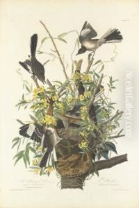 The Mocking Bird