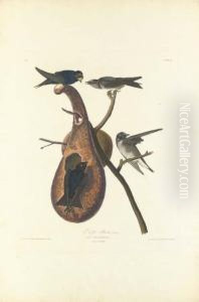 Purple Martin - view 1